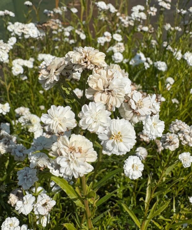 Achillea ptarmica 'The Pearl' (Duizendblad)