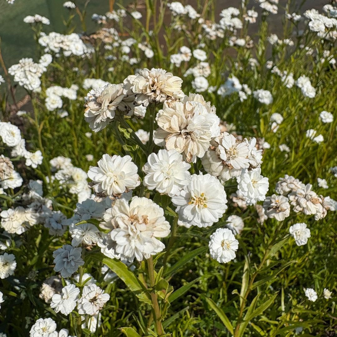 Achillea ptarmica 'The Pearl' (Duizendblad)