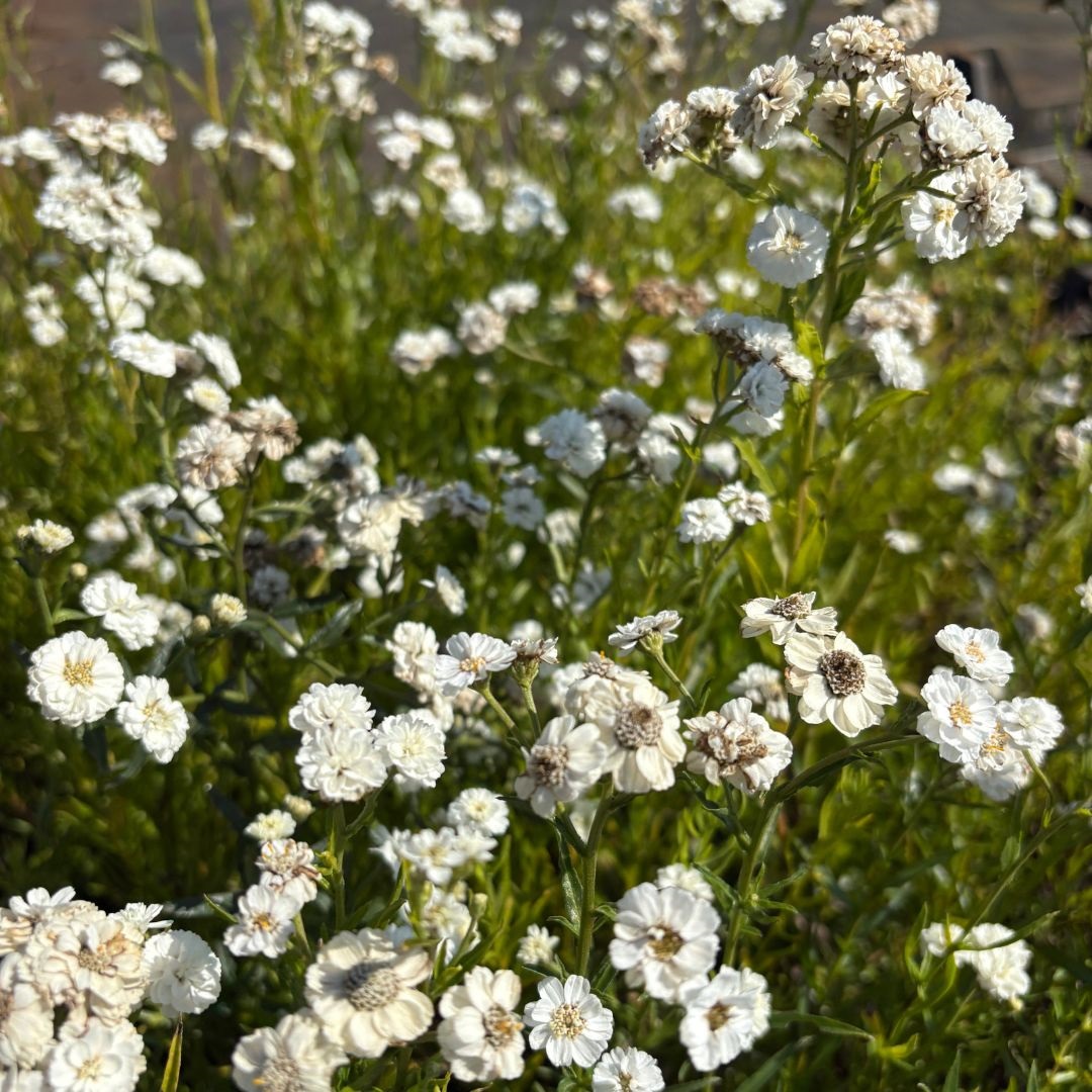 Achillea ptarmica 'The Pearl' (Duizendblad)