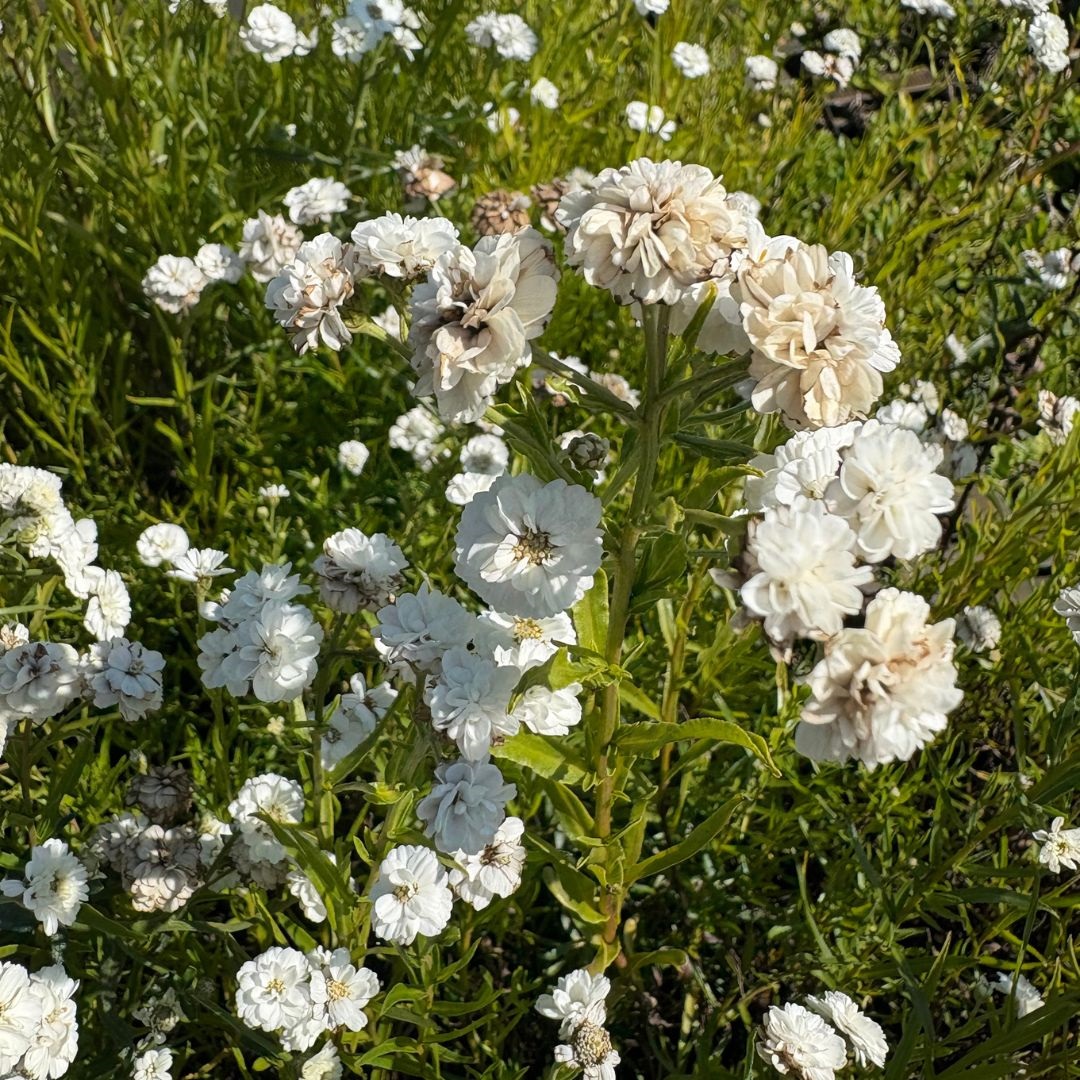 Achillea ptarmica 'The Pearl' (Duizendblad)