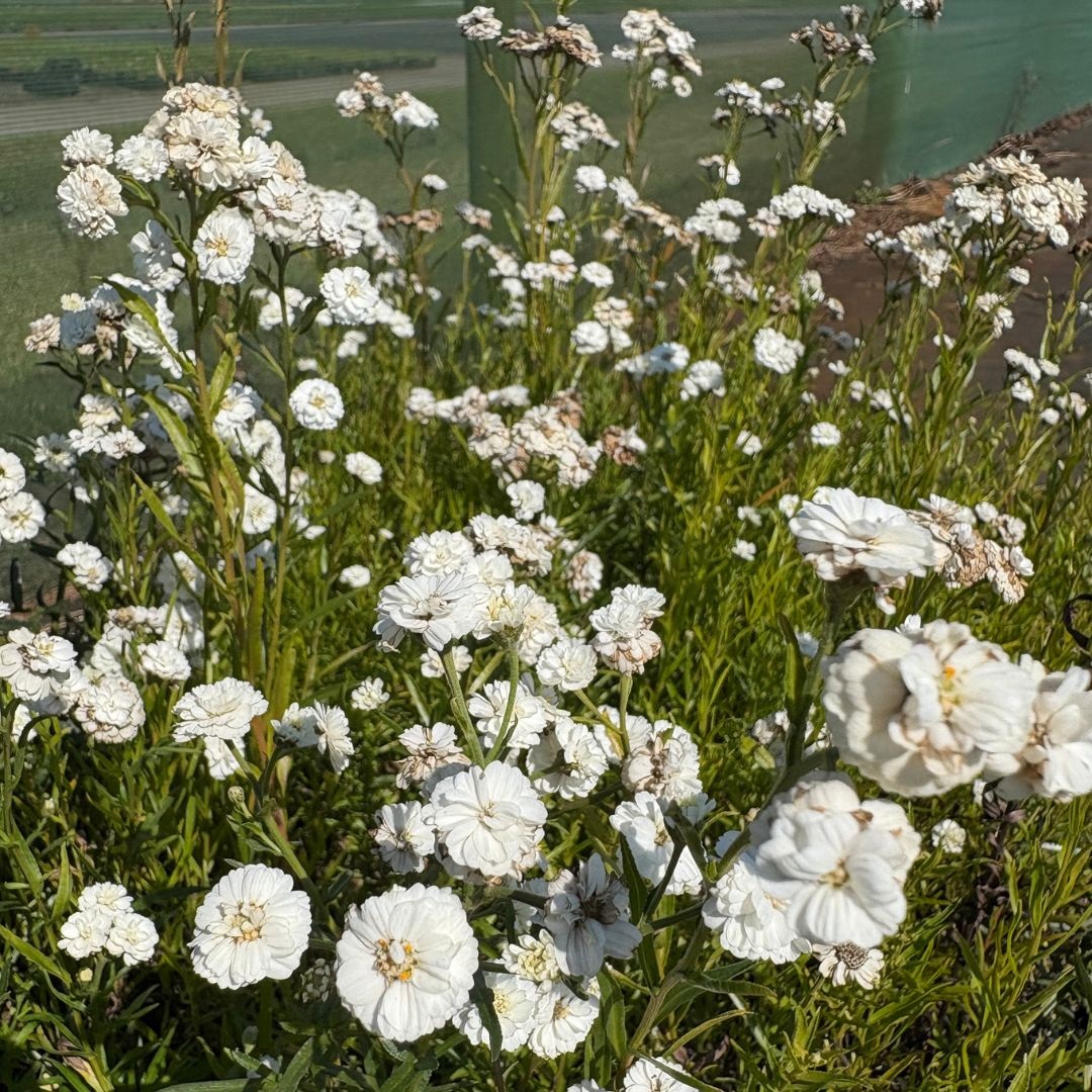 Achillea ptarmica 'The Pearl' (Duizendblad)