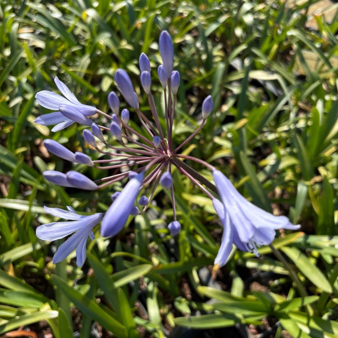 Agapanthus africanus (Afrikaanse Lelie)