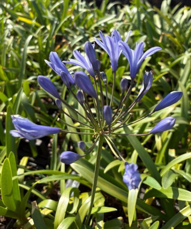 Agapanthus africanus (Afrikaanse Lelie)