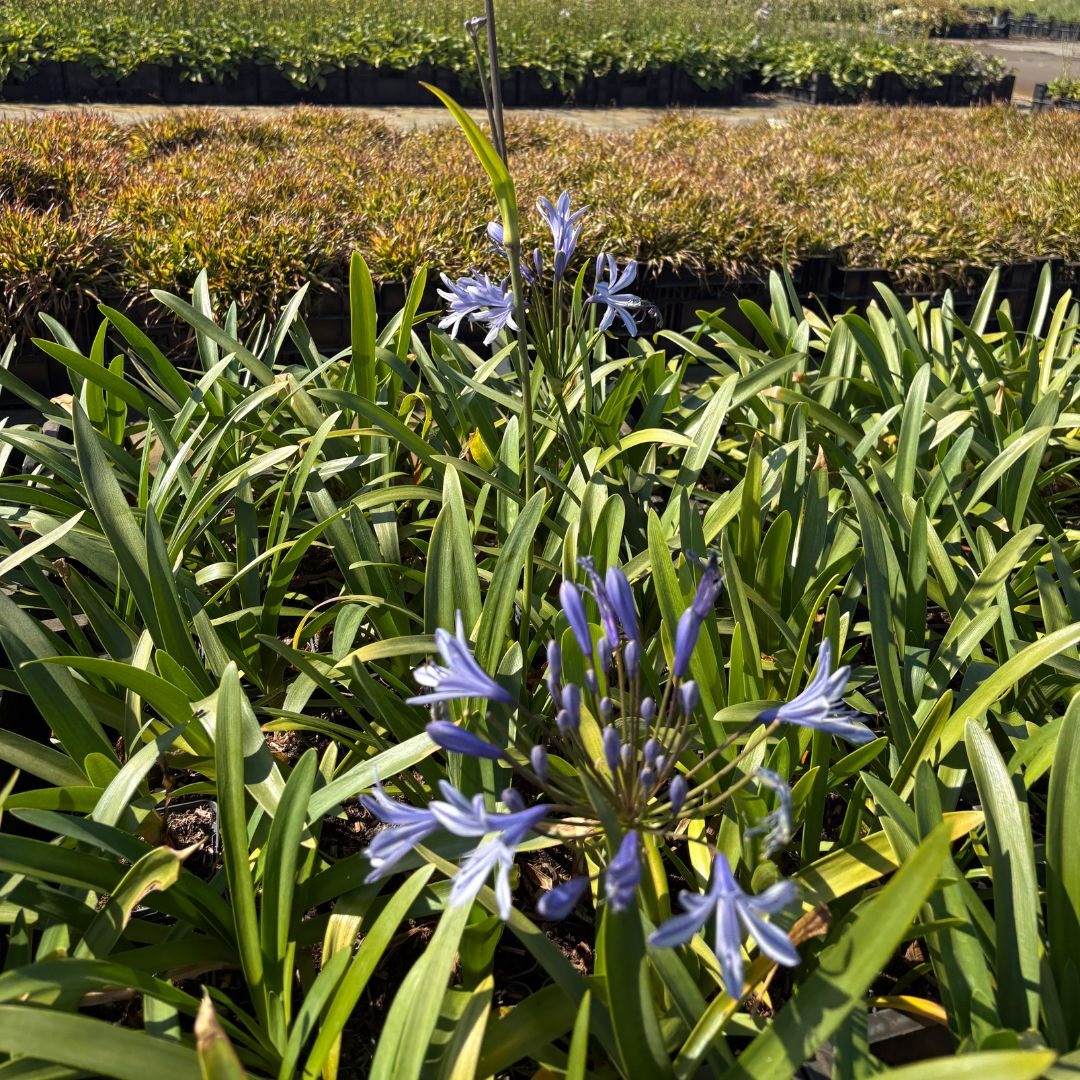 Agapanthus africanus (Afrikaanse Lelie)