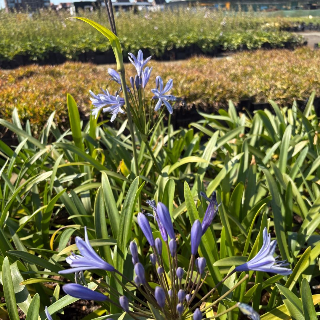 Agapanthus africanus (Afrikaanse Lelie)
