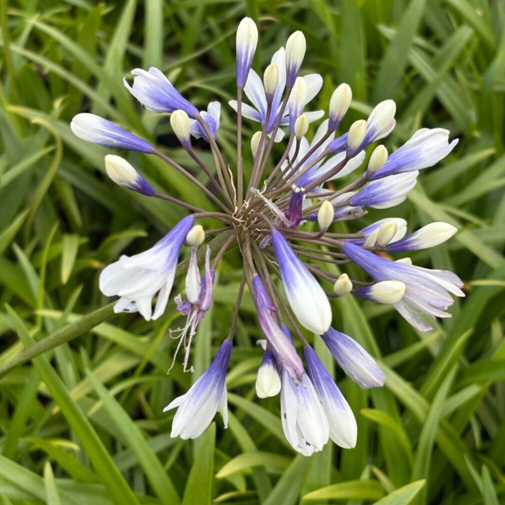 Agapanthus 'Twister' ® (Afrikaanse Lelie)