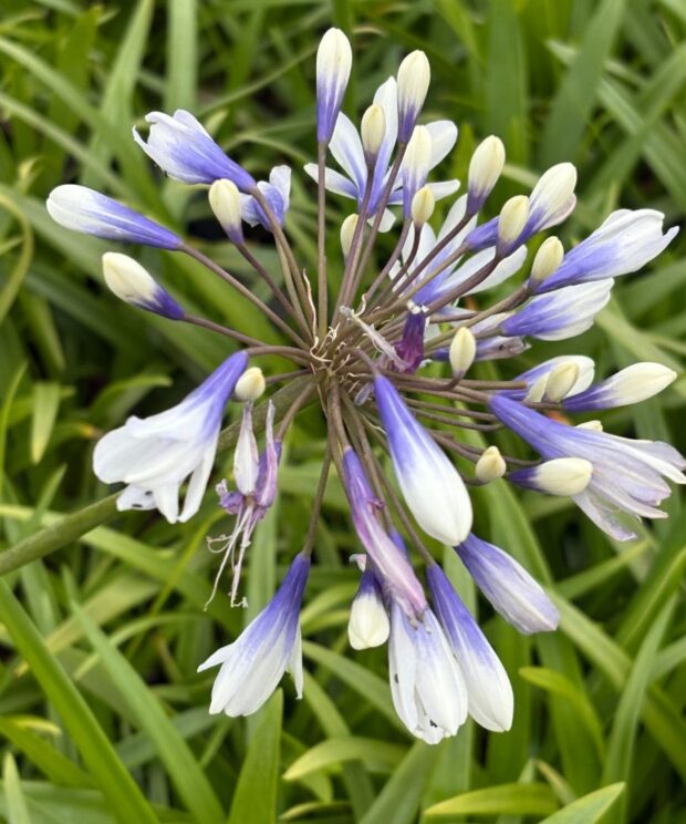 Agapanthus 'Twister' ® (Afrikaanse Lelie)