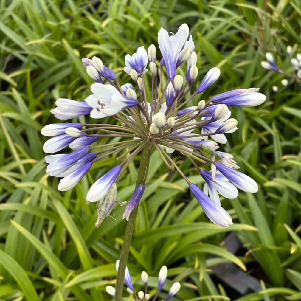 Agapanthus 'Twister' ® (Afrikaanse Lelie)