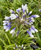 Agapanthus 'Twister' ® (Afrikaanse Lelie)