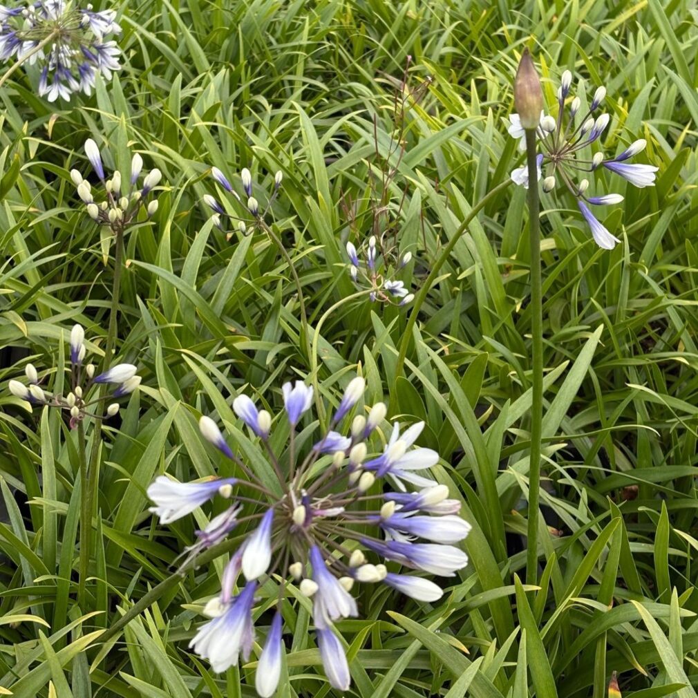 Agapanthus 'Twister' ® (Afrikaanse Lelie)