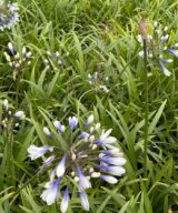 Agapanthus 'Twister' ® (Afrikaanse Lelie)