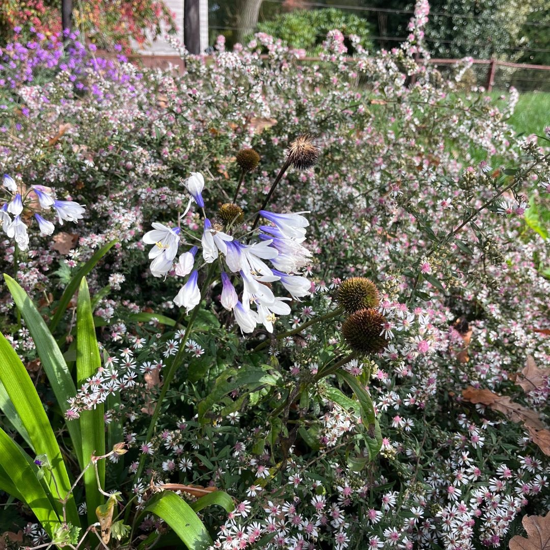 Agapanthus 'Twister' ® (Afrikaanse Lelie)