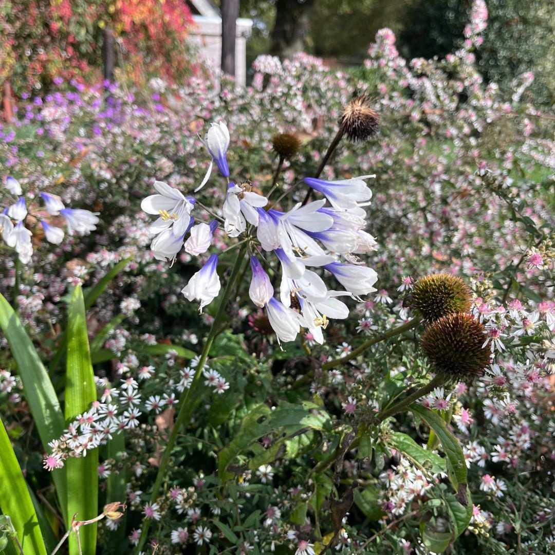 Agapanthus 'Twister' ® (Afrikaanse Lelie)