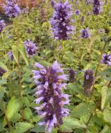 Agastache 'Black Adder' (Dropplant)