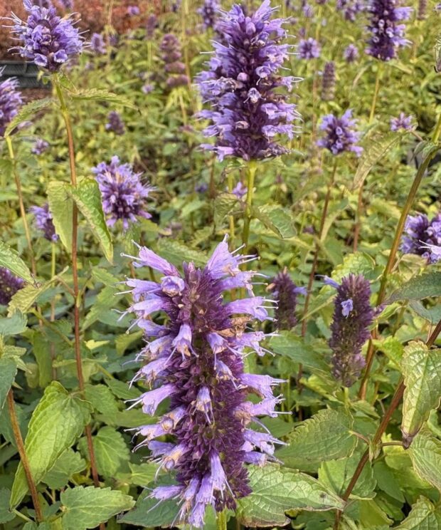 Agastache 'Black Adder' (Dropplant)