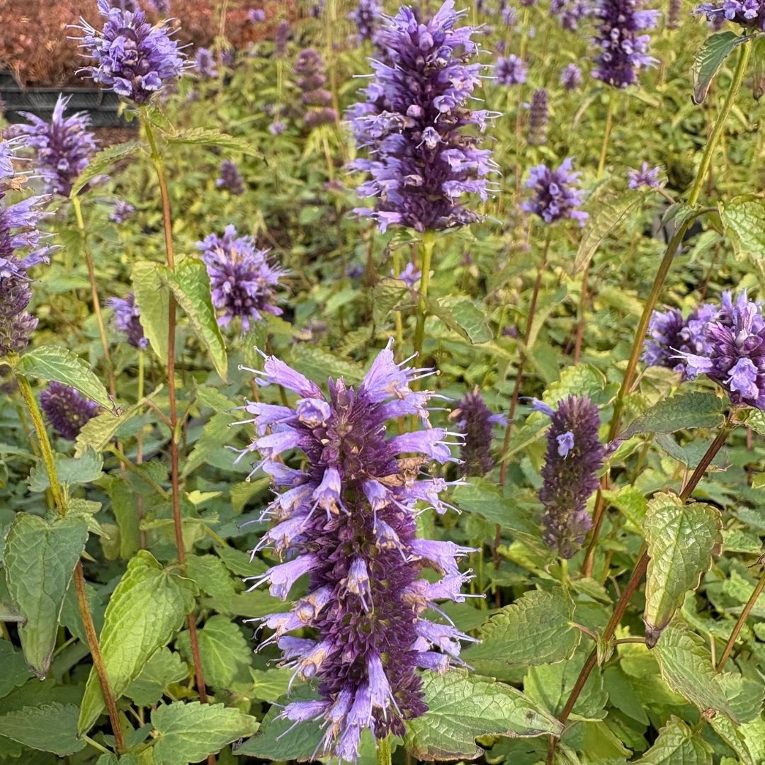 Agastache 'Black Adder' (Dropplant)
