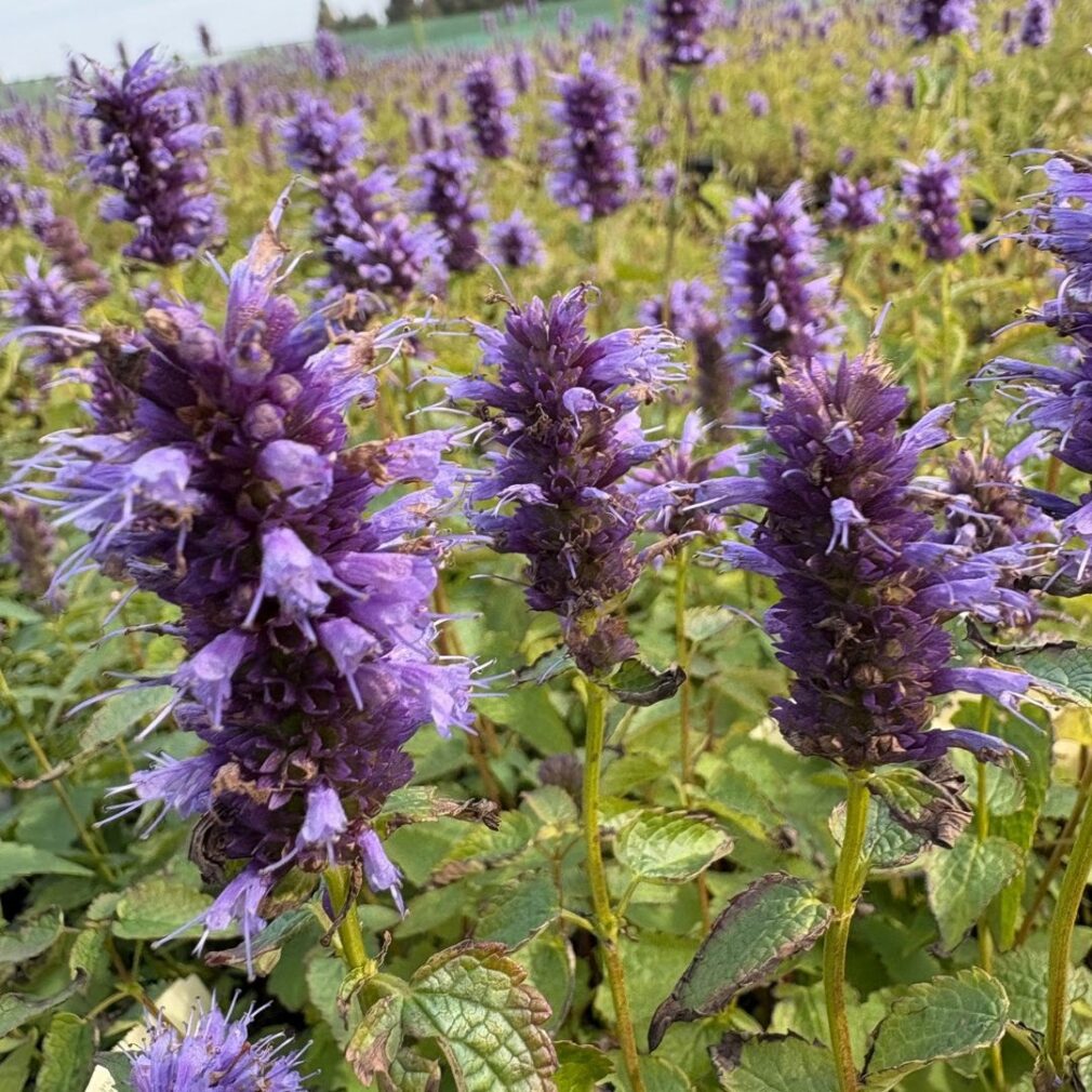 Agastache 'Black Adder' (Dropplant)