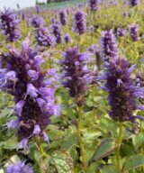 Agastache 'Black Adder' (Dropplant)