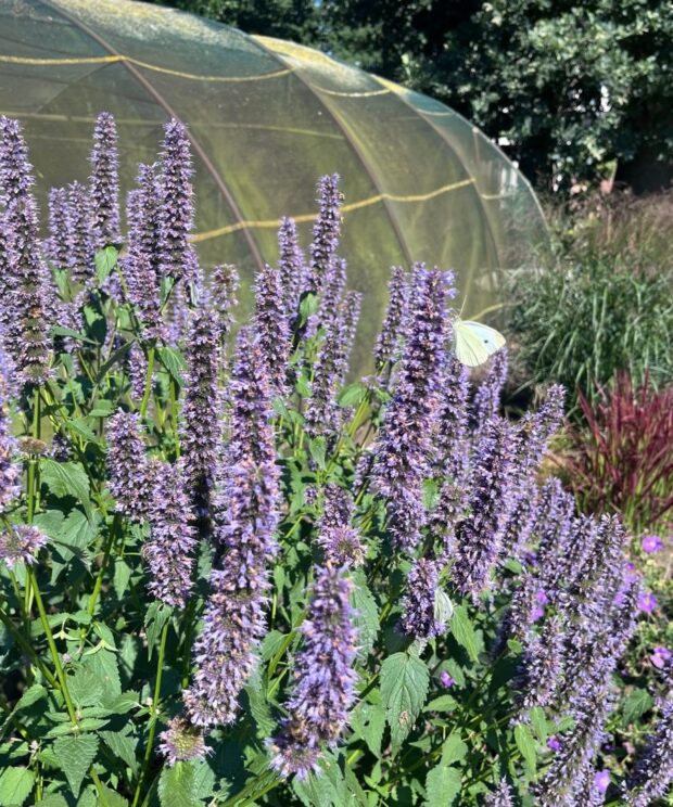 Agastache 'Black Adder' (Dropplant)