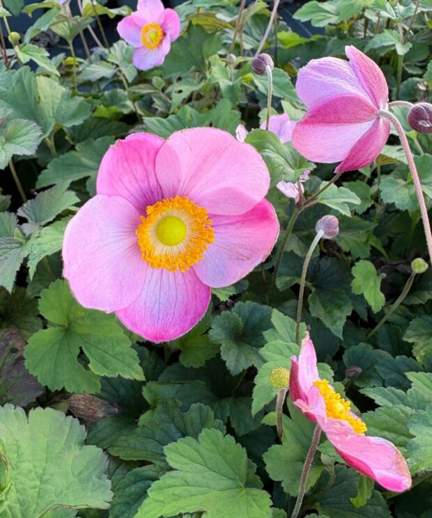 Anemone hupehensis 'Praecox' (Herfstanemoon)