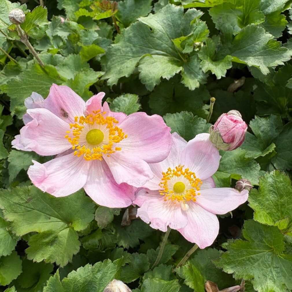 Anemone hybrida 'Königin Charlotte' (Herfstanemoon)