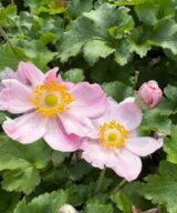 Anemone hybrida 'Königin Charlotte' (Herfstanemoon)