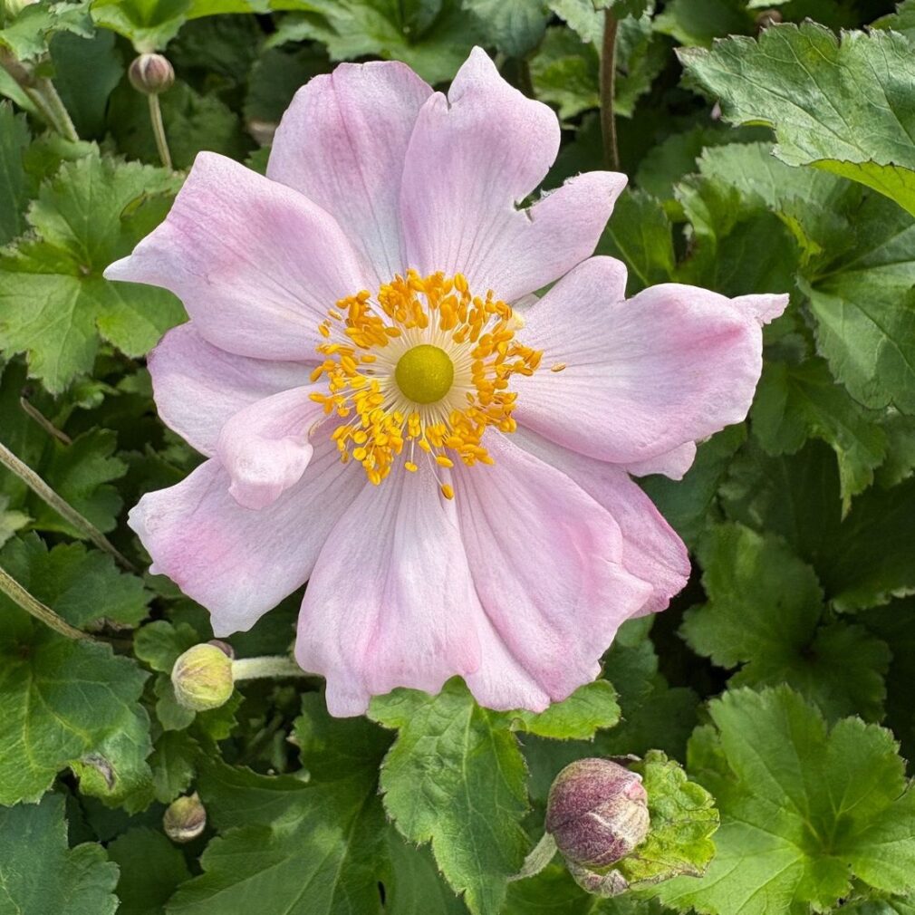 Anemone hybrida 'Königin Charlotte' (Herfstanemoon)