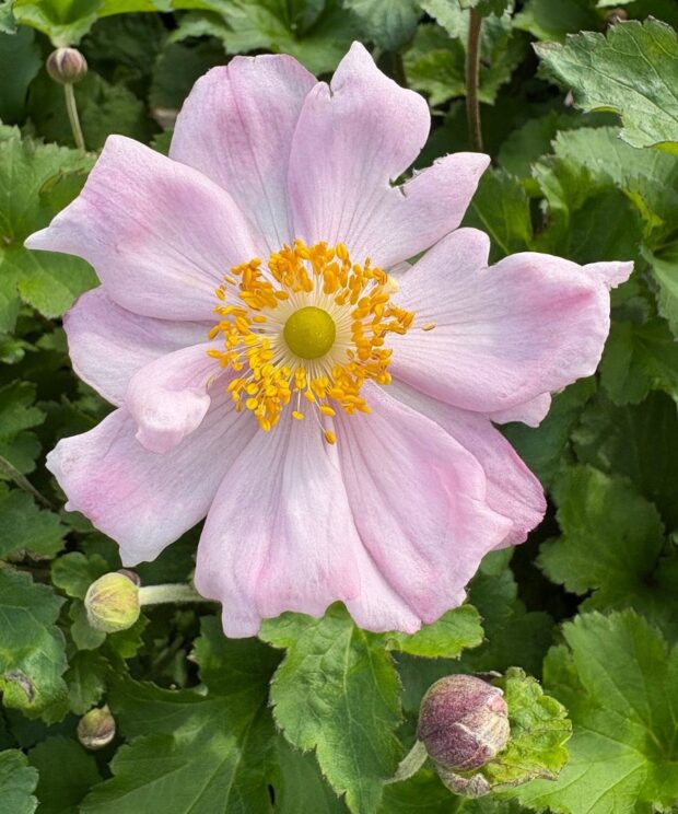 Anemone hybrida 'Königin Charlotte' (Herfstanemoon)
