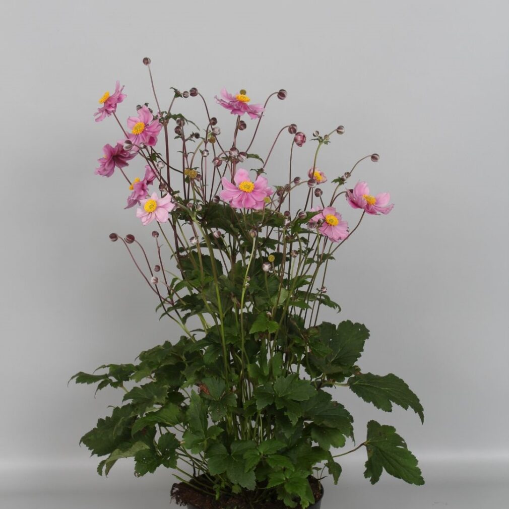 Anemone hybrida 'Serenade' (Herfstanemoon)