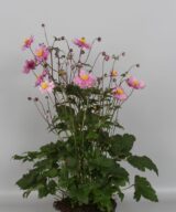 Anemone hybrida 'Serenade' (Herfstanemoon)