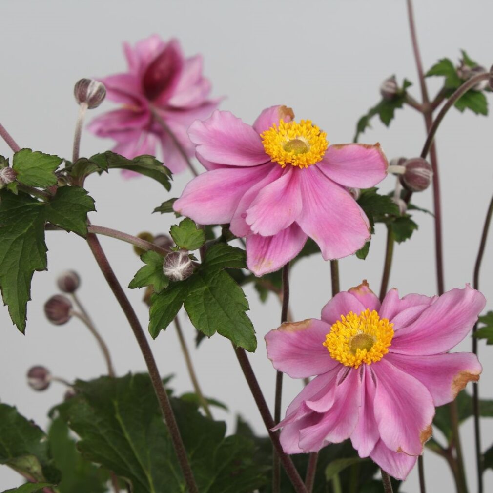 Anemone hybrida 'Serenade' (Herfstanemoon)