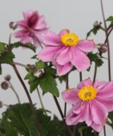 Anemone hybrida 'Serenade' (Herfstanemoon)
