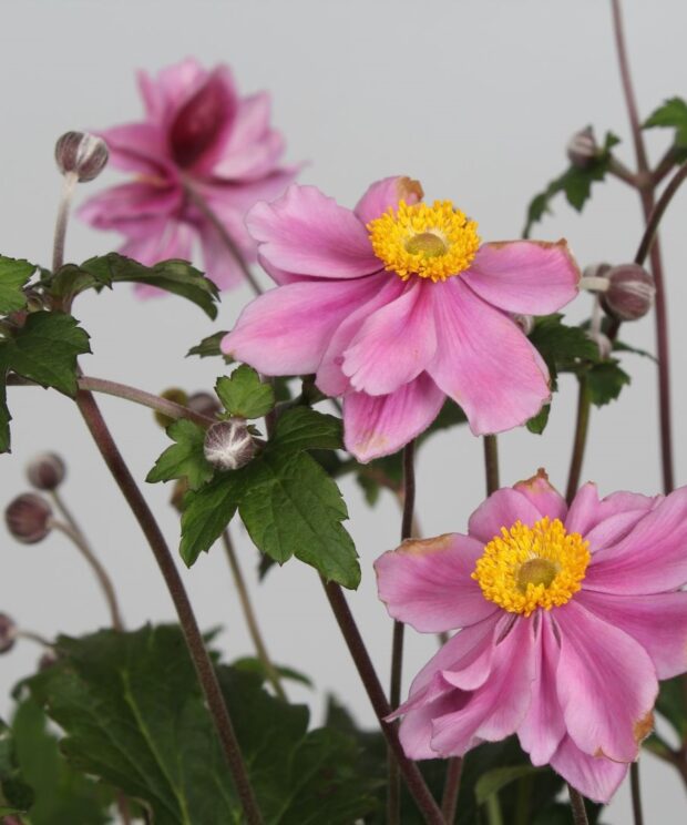 Anemone hybrida 'Serenade' (Herfstanemoon)