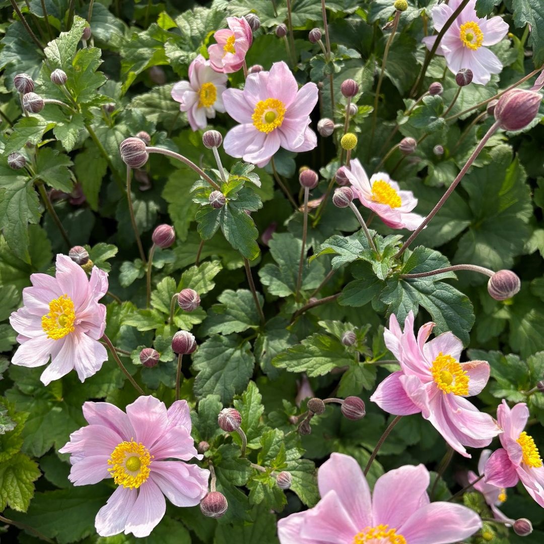 Anemone hybrida 'Serenade' (Herfstanemoon)