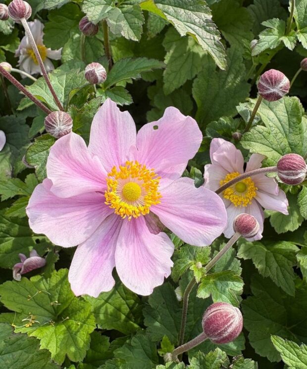 Anemone hybrida 'Serenade' (Herfstanemoon)