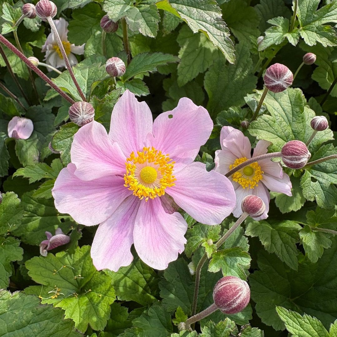 Anemone hybrida 'Serenade' (Herfstanemoon)
