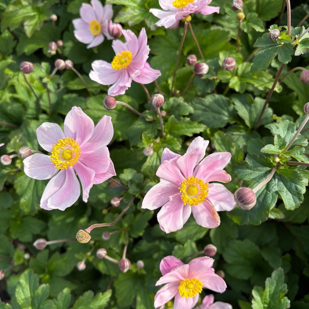 Anemone hybrida 'Serenade' (Herfstanemoon)