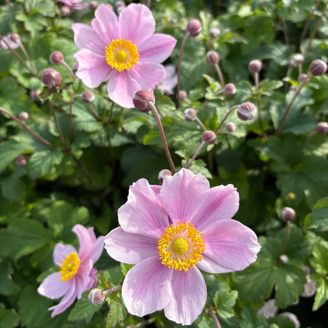 Anemone hybrida 'Serenade' (Herfstanemoon)