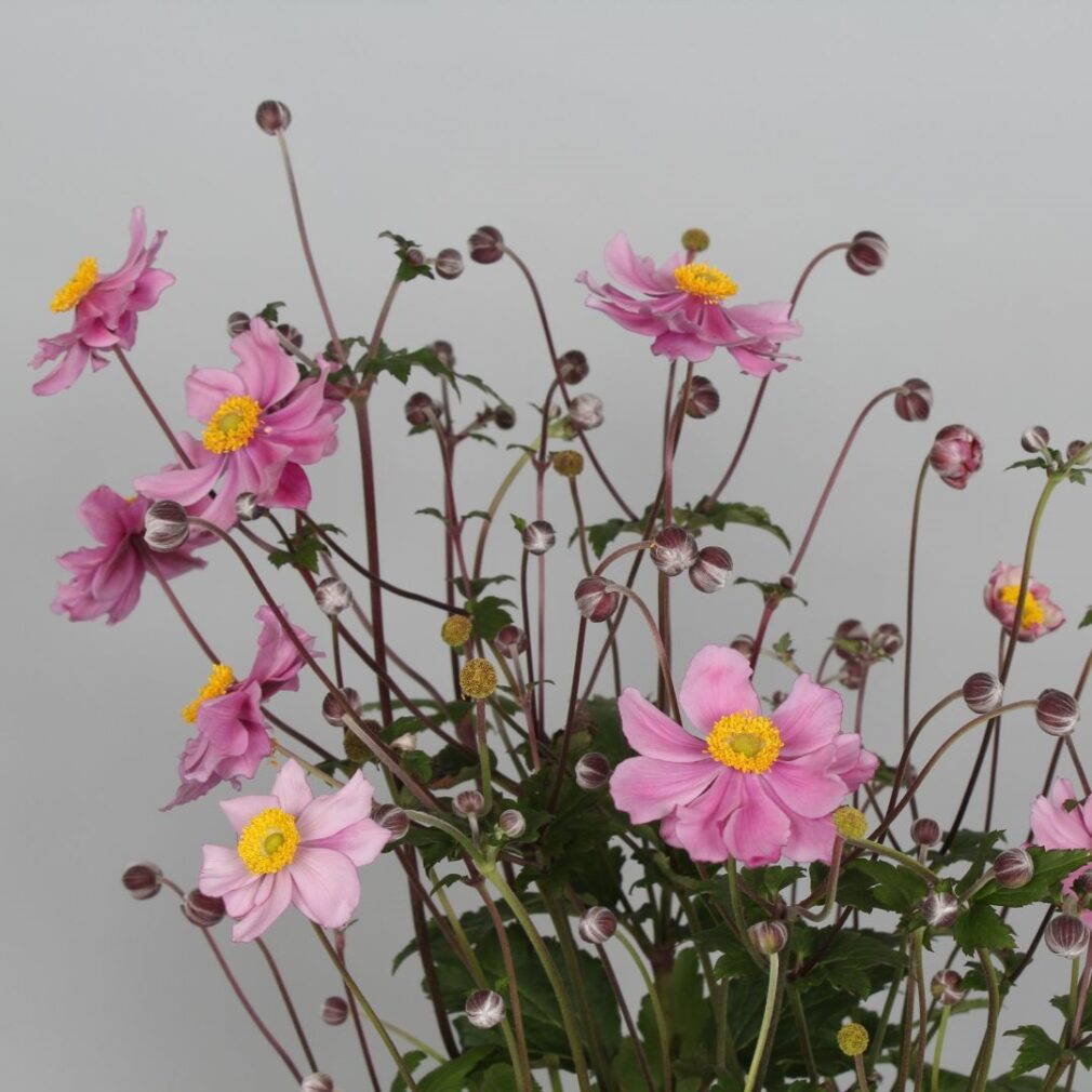 Anemone hybrida 'Serenade' (Herfstanemoon)