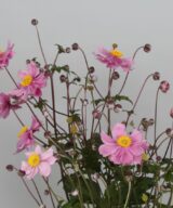 Anemone hybrida 'Serenade' (Herfstanemoon)