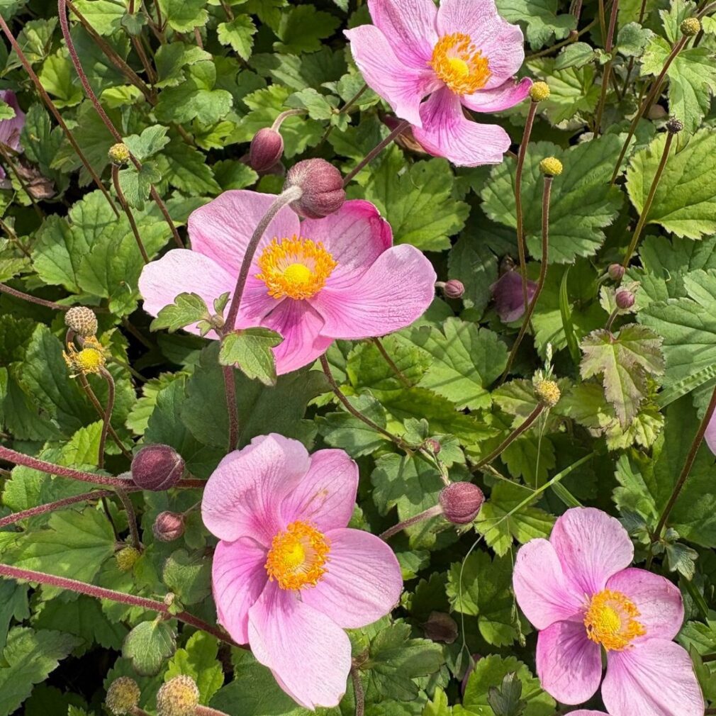 Anemone hupehensis 'Splendens' (Herfstanemoon)