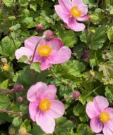 Anemone hupehensis 'Splendens' (Herfstanemoon)