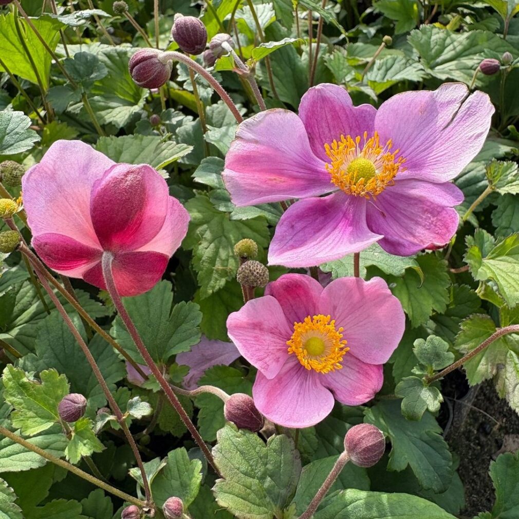 Anemone hupehensis 'Splendens' (Herfstanemoon)