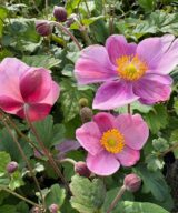 Anemone hupehensis 'Splendens' (Herfstanemoon)