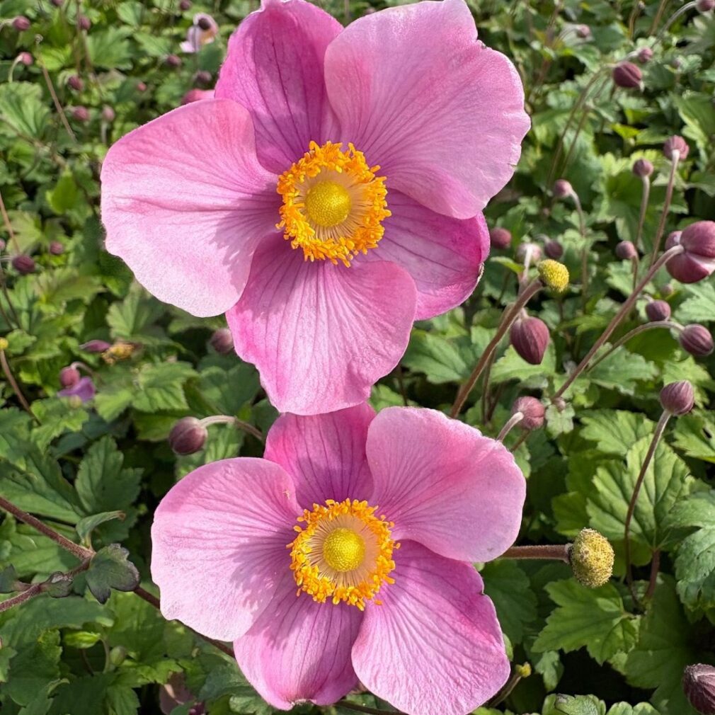 Anemone hupehensis 'Splendens' (Herfstanemoon)