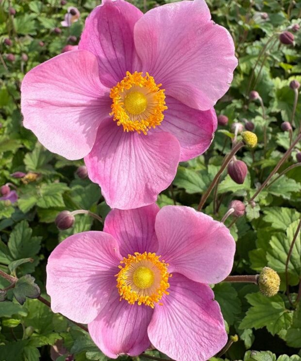 Anemone hupehensis 'Splendens' (Herfstanemoon)