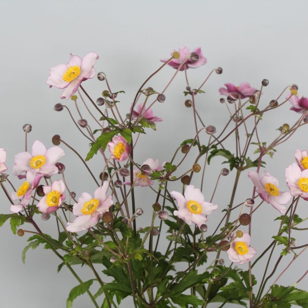Anemone hybrida 'Hadspen Abundance' (Herfstanemoon)