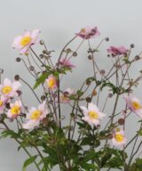 Anemone hybrida 'Hadspen Abundance' (Herfstanemoon)