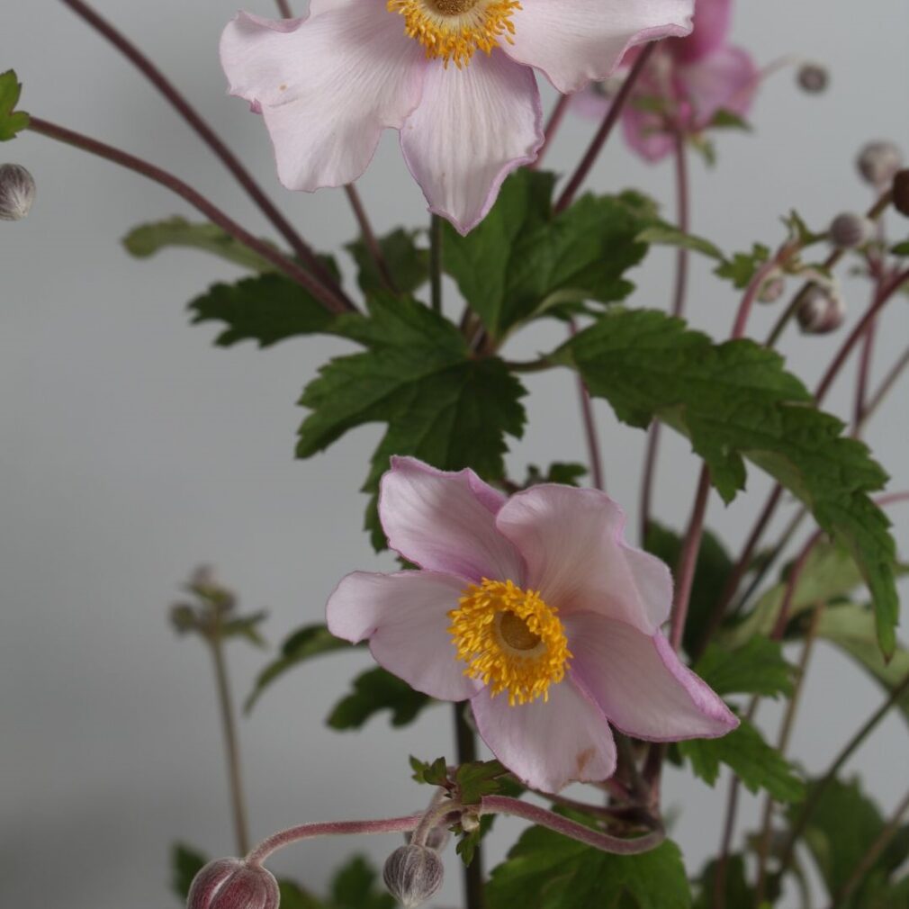 Anemone hybrida 'Hadspen Abundance' (Herfstanemoon)