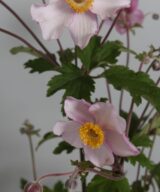 Anemone hybrida 'Hadspen Abundance' (Herfstanemoon)